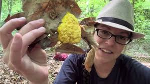 Attēlu rezultāti vaicājumam “Fuligo septica cf. septica”