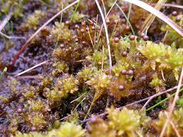 Attēlu rezultāti vaicājumam “Sphagnum inundatum”