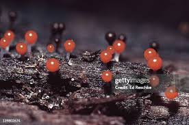 Attēlu rezultāti vaicājumam “myxomicetes”