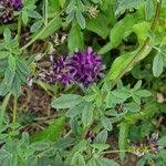 Attēlu rezultāti vaicājumam “Medicago x varia  flower”