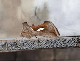 Attēlu rezultāti vaicājumam “Aphis confusa”