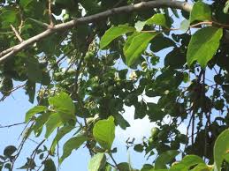 「柿の木利江」の画像検索結果