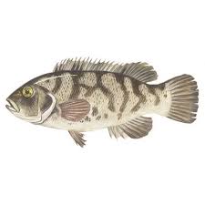 Image result for Tautoga onitis