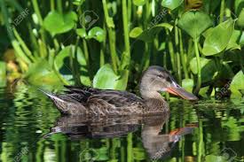 Attēlu rezultāti vaicājumam “Anas clypeata”
