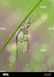 Attēlu rezultāti vaicājumam “Ephemera sp.”