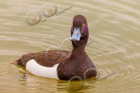 Image result for Aythya fuligula