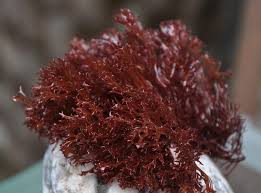 Attēlu rezultāti vaicājumam “Diderma radiatum macro”