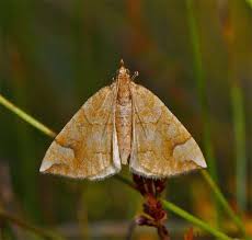 Attēlu rezultāti vaicājumam “Eulithis populata”