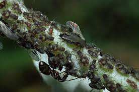 Attēlu rezultāti vaicājumam “Chaitophorus populeti”