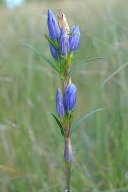 Attēlu rezultāti vaicājumam “Gentiana pneumonanthe”