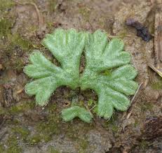 Attēlu rezultāti vaicājumam “Riccia rhenana”