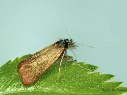 Attēlu rezultāti vaicājumam “Adela cuprella”