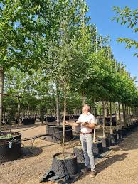 Attēlu rezultāti vaicājumam “Sorbus aria”