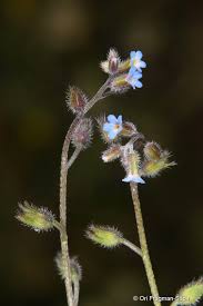Attēlu rezultāti vaicājumam “Myosotis ramosissima”