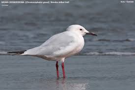 Image result for Chroicocephalus genei