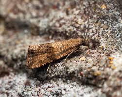 Attēlu rezultāti vaicājumam “Celypha striana”