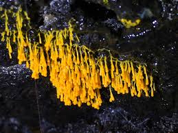 Attēlu rezultāti vaicājumam “Badhamia affinis”