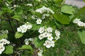 Attēlu rezultāti vaicājumam “Crataegus submollis”