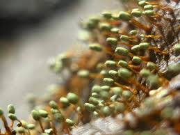 Attēlu rezultāti vaicājumam “Trichia flavicoma macro”