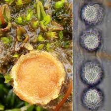 Attēlu rezultāti vaicājumam “Lamprospora tortulae-ruralis”