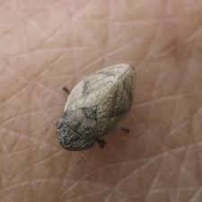 Attēlu rezultāti vaicājumam “Lepyronia coleoptrata”