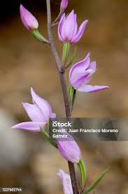 Attēlu rezultāti vaicājumam “Cephalanthera rubra bud”