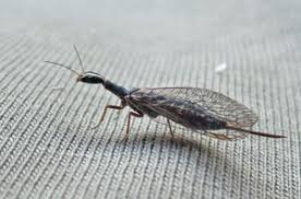 Attēlu rezultāti vaicājumam “Anacampsis blatariella”