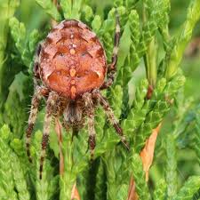 Attēlu rezultāti vaicājumam “Araneus diadematus”