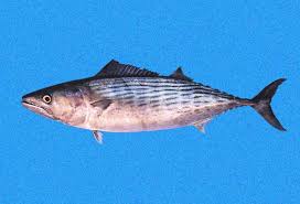 Image result for Sarda sarda