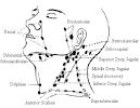 Nodes in the Neck « Dr. Ben's Mindset