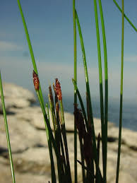 Attēlu rezultāti vaicājumam “Eleocharis uniglumis flower”