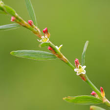 Attēlu rezultāti vaicājumam “Polygonum aviculare leaf”