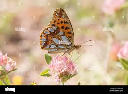 Attēlu rezultāti vaicājumam “Issoria lathonia”