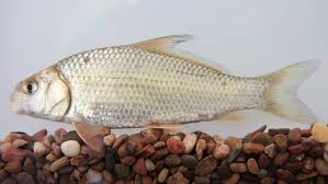 Image result for Carpiodes carpio