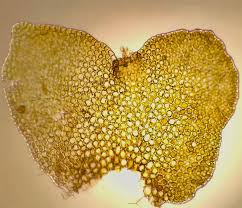 Attēlu rezultāti vaicājumam “Barbilophozia kunzeana”