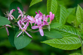 Attēlu rezultāti vaicājumam “Lonicera tatarica bud”