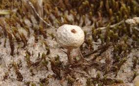 Attēlu rezultāti vaicājumam “Tulostoma fimbriatum”