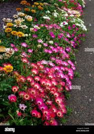 Image result for Mesembryanthemum criniflorum