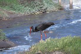 Attēlu rezultāti vaicājumam “Ciconia nigra”