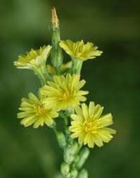 Attēlu rezultāti vaicājumam “Lactuca sativa flower”