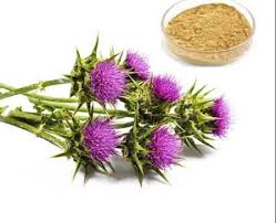 Attēlu rezultāti vaicājumam “Silybum marianum fruit”