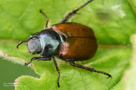 Attēlu rezultāti vaicājumam “Phyllopertha horticola”