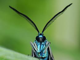 Attēlu rezultāti vaicājumam “Adscita statices”