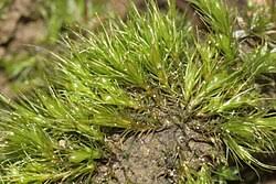 Attēlu rezultāti vaicājumam “Pleuridium subulatum”