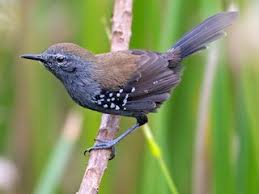 Attēlu rezultāti vaicājumam “Anthrenus sp. imago”