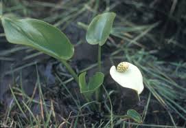 Attēlu rezultāti vaicājumam “Calla palustris flower”