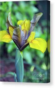 Attēlu rezultāti vaicājumam “Iridaceae”