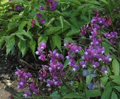 Attēlu rezultāti vaicājumam “Lathyrus vernus flower”
