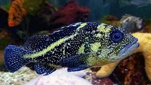 Image result for Sebastes