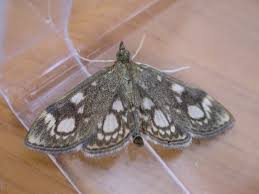 Attēlu rezultāti vaicājumam “Anania coronata”